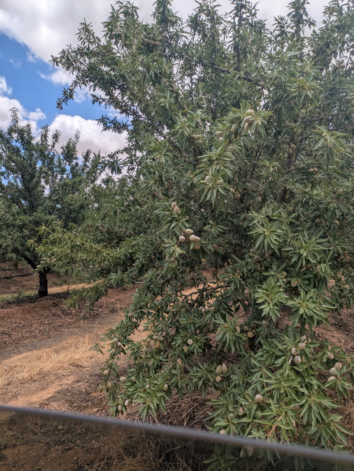 Almond orchard — specialty produce sourcing at origin